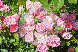 Blossoming beautiful rose flowers. Pink roses blossom in summer garden