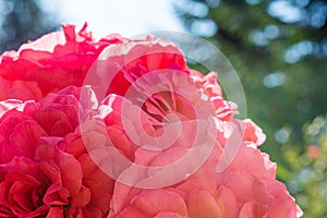 Blossoming beautiful rose flowers. Pink roses blossom in summer garden