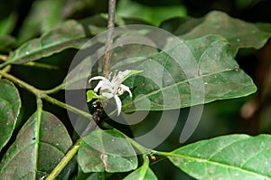 Blossoming, beautiful, white  Muira puama flowers