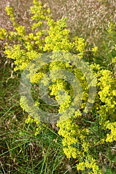 The blossoming bedstraw yellow Galium verum L