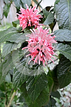 The blossoming bee balm Monarda L. close up