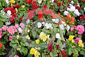 Blossoming of a begonia of tuberous Begonia tuberhybrida. Background