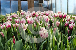 Blossoming bicolor tulips growing in the greenhouse. Fresh spring or summer background. Beautiful flowers, a gift to a woman you