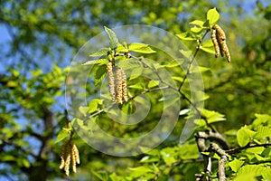 Blossoming of a birch cherry Betula lenta L.. Spring photo