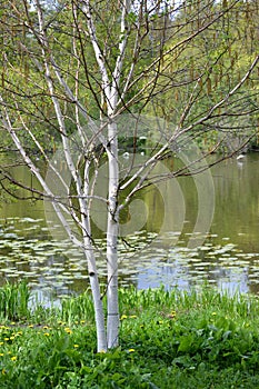 The blossoming birch useful Himalaya Betula utilis D.Don on the bank of a pond