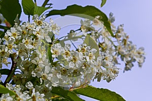 The blossoming bird cherry branch against the background of the blue sky. Spring. Macro. Flower vegetable background horizontally