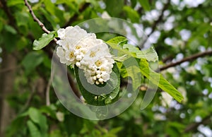 Blossoming bird cherry branch. outdoor landscape