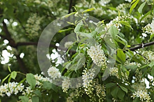 Blossoming bird cherry branches against the blue sky in a public park.