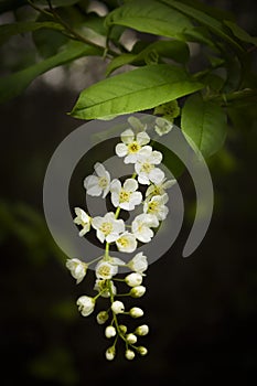 Blossoming bird cherry