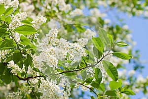 Blossoming bird cherry in the spring photo