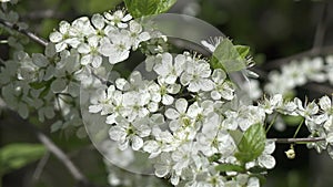 blossoming bird-cherry tree bunch with white flowers and green leaves in a sunny spring day