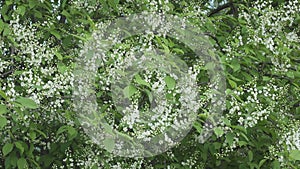 Blossoming bird-cherry tree bunch with white flowers and green leaves in a sunny spring day