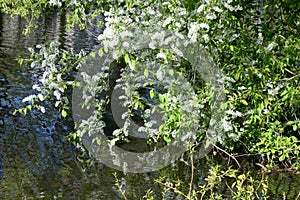 Blossoming bird cherry tree