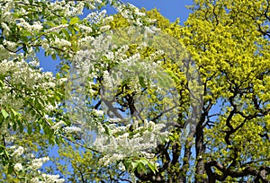 Blossoming bird cherry tree