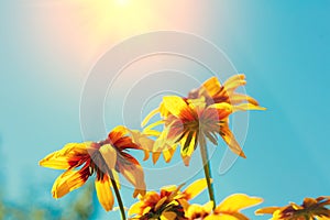 Blossoming Black-eyed Susan flowers in a garden
