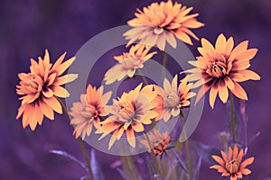 Blossoming Black-eyed Susan flowers in a garden