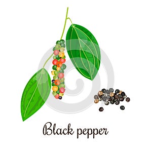 Blossoming black pepper with seeds.