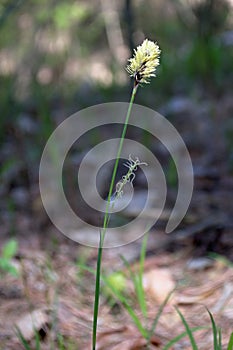 Blossoming blade of grass in spring.