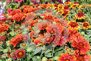 Blossoming blanket flower in the garden