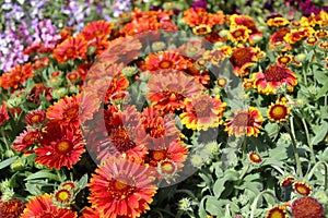 Blossoming blanket flower in the garden