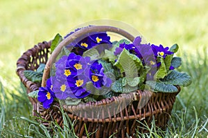 Blossoming blau primrose in a basket