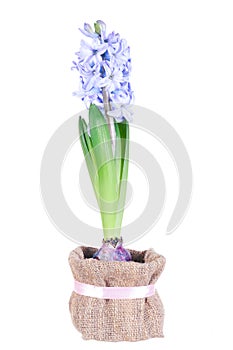 Blossoming blue hyacinth