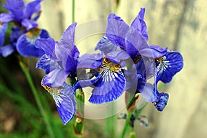 Blossoming blue irises in summer garden. Close-up.