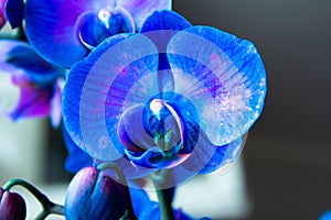 Blossoming blue purple orchid phalaenopsis flower