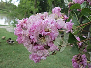 The blossoming branch