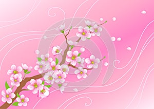 Blossoming branch