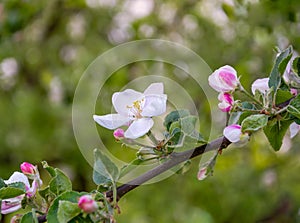 blossoming branch of an apple tree close-up