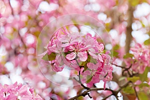 Blossoming branch of apple tree with pink flowers