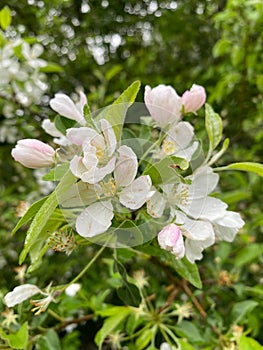 Blossoming branch of an apple tree in spring garden.