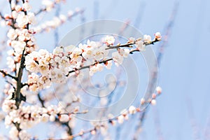 Blossoming branch of apricot tree on a blue sky background