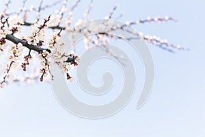 Blossoming branch of apricot tree on a blue sky background