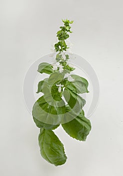 Blossoming branch of basil