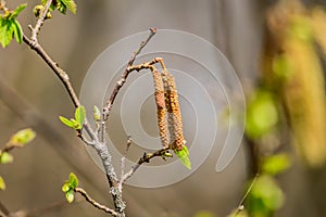 Blossoming branch of birch tree. Spring nature