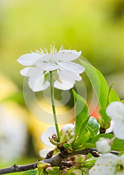 Blossoming branch of a cherry, close up