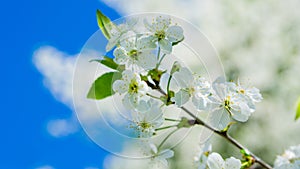 Blossoming branch of a cherry, close up.