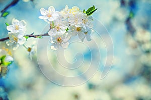 Blossoming branch of cherry tree on blurred background instagram