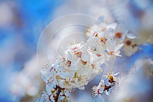 Blossoming branch of cherry tree on blurred bright