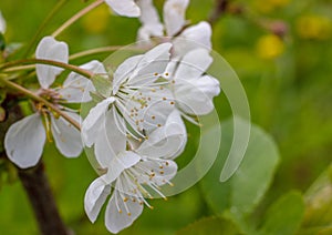 Blossoming branch of a cherry tree close-up..White flowers springtime in the garden. Nature background