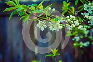 Blossoming branch of cherry tree on dark