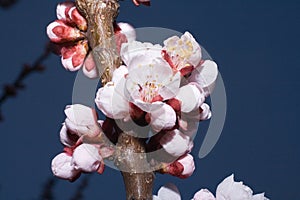Blossoming branch of cherry tree (macro)