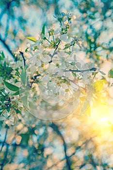 Blossoming branch of cherry tree at sunrise instagram stile