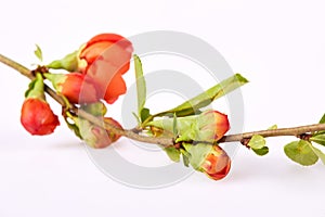 Blossoming branch of Chinese Quince Chaenomeles japonica