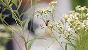 Blossoming branch with flower of cherry tree and a bumblebee. Bumblebee on a branch. Bumblebee collecting nectar on