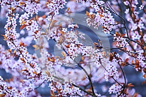 Blossoming branch with with flowers of Prunus cerasifera