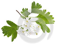Blossoming branch of Hawthorn May-tree with white flowers and green leaves isolated on white background.  Close-up