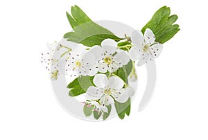 Blossoming branch of Hawthorn May-tree with white flowers and green leaves isolated on white background. Close-up